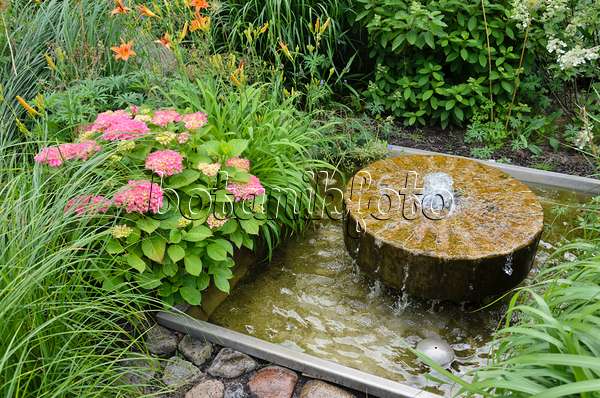 534187 - Gartenhortensie (Hydrangea macrophylla) mit Brunnen aus einem alten Mühlstein