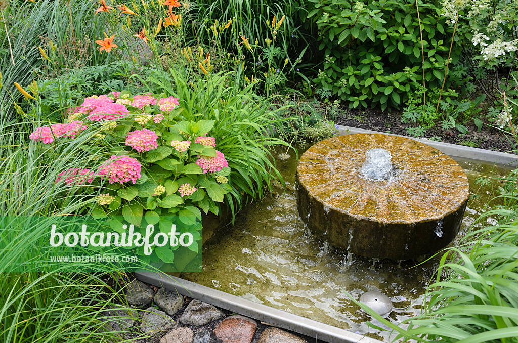 534187 - Gartenhortensie (Hydrangea macrophylla) mit Brunnen aus einem alten Mühlstein