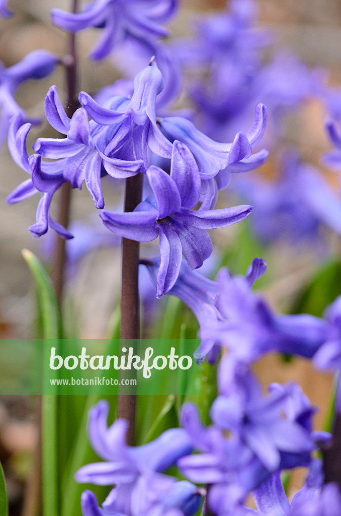 519065 - Gartenhyazinthe (Hyacinthus orientalis)