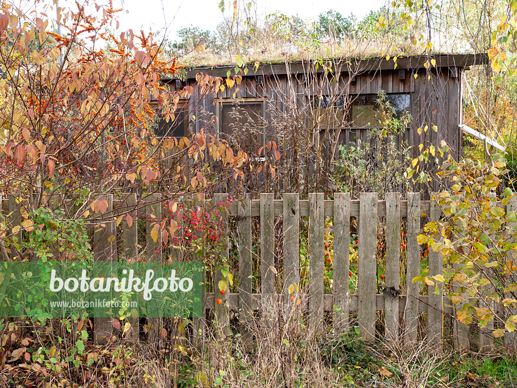 478058 - Gartenlaube in einem herbstlichen Naturgarten