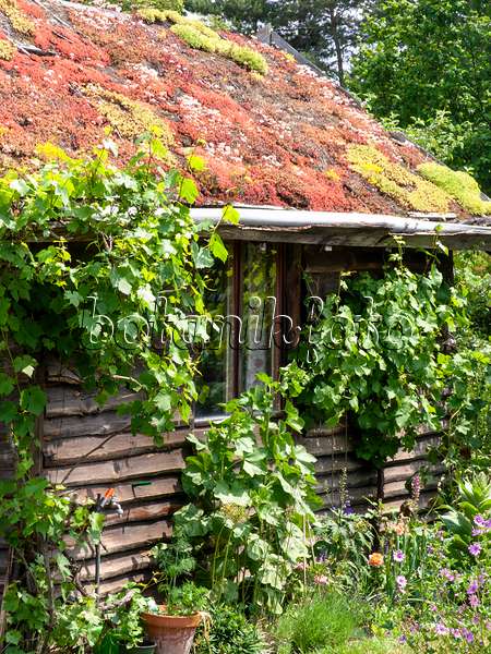 486237 - Gartenlaube mit begrüntem Dach in einem Naturgarten