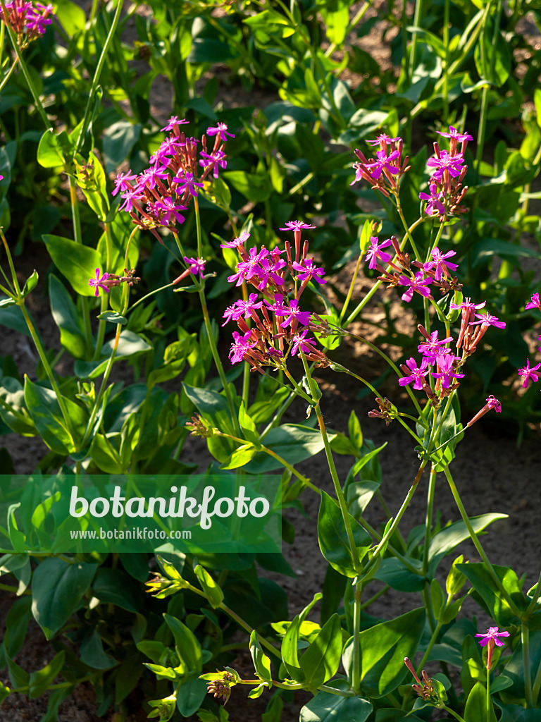 461133 - Gartenleimkraut (Silene armeria)