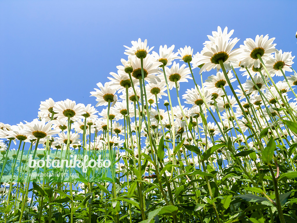 427170 - Gartenmargerite (Leucanthemum maximum)