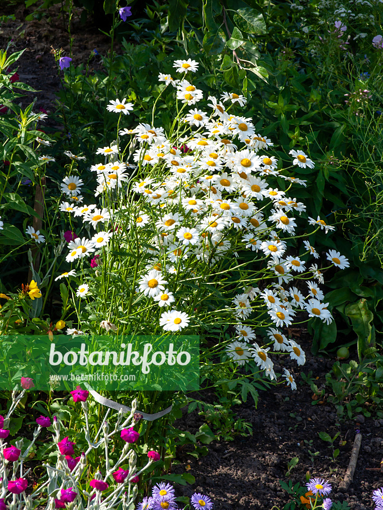 461079 - Gartenmargerite (Leucanthemum maximum)