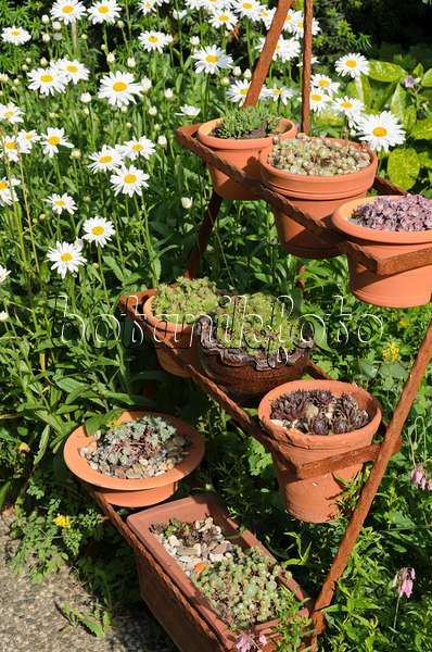 522047 - Gartenmargerite (Leucanthemum maximum) und Hauswurz (Sempervivum) in Blumentöpfen auf einer rostigen Etagere