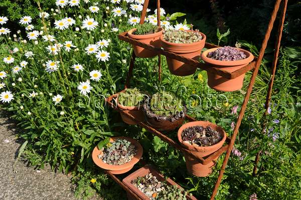 522048 - Gartenmargerite (Leucanthemum maximum) und Hauswurz (Sempervivum) in Blumentöpfen auf einer rostigen Etagere