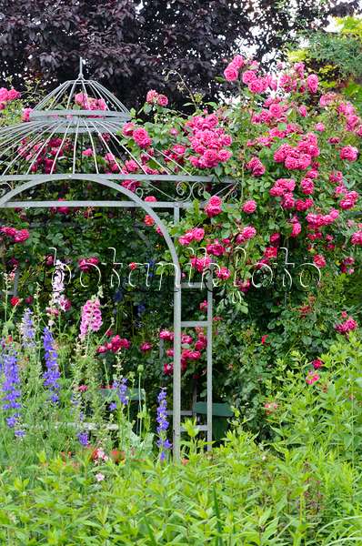 534060 - Gartenpavillon mit Rose (Rosa)