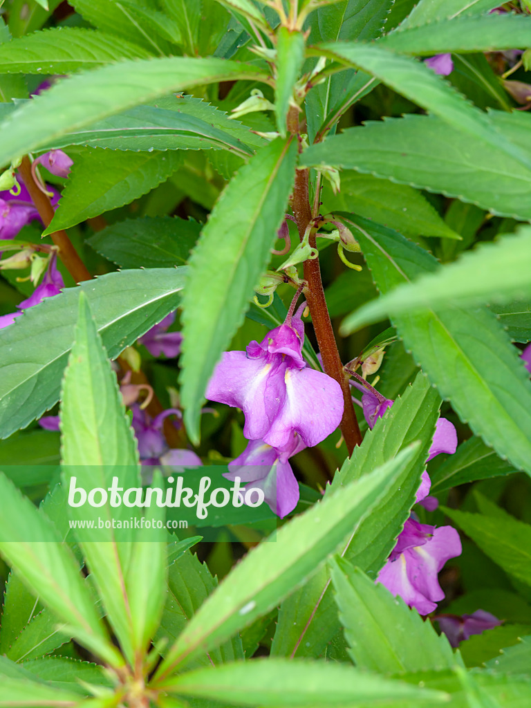 439373 - Gartenspringkraut (Impatiens balsamina)