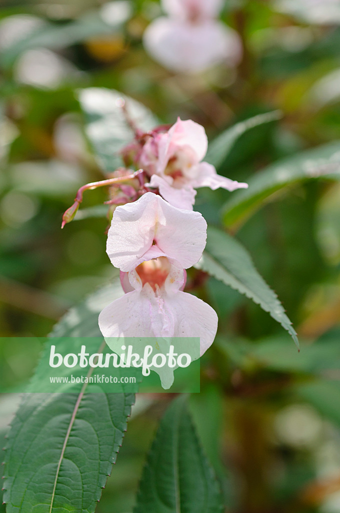 488003 - Gartenspringkraut (Impatiens balsamina)