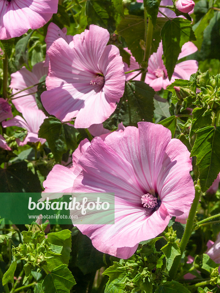 415023 - Gartenstrauchpappel (Lavatera trimestris)