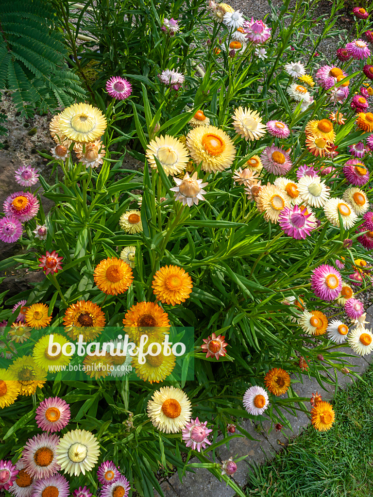 427072 - Gartenstrohblume (Xerochrysum bracteatum syn. Helichrysum bracteatum)