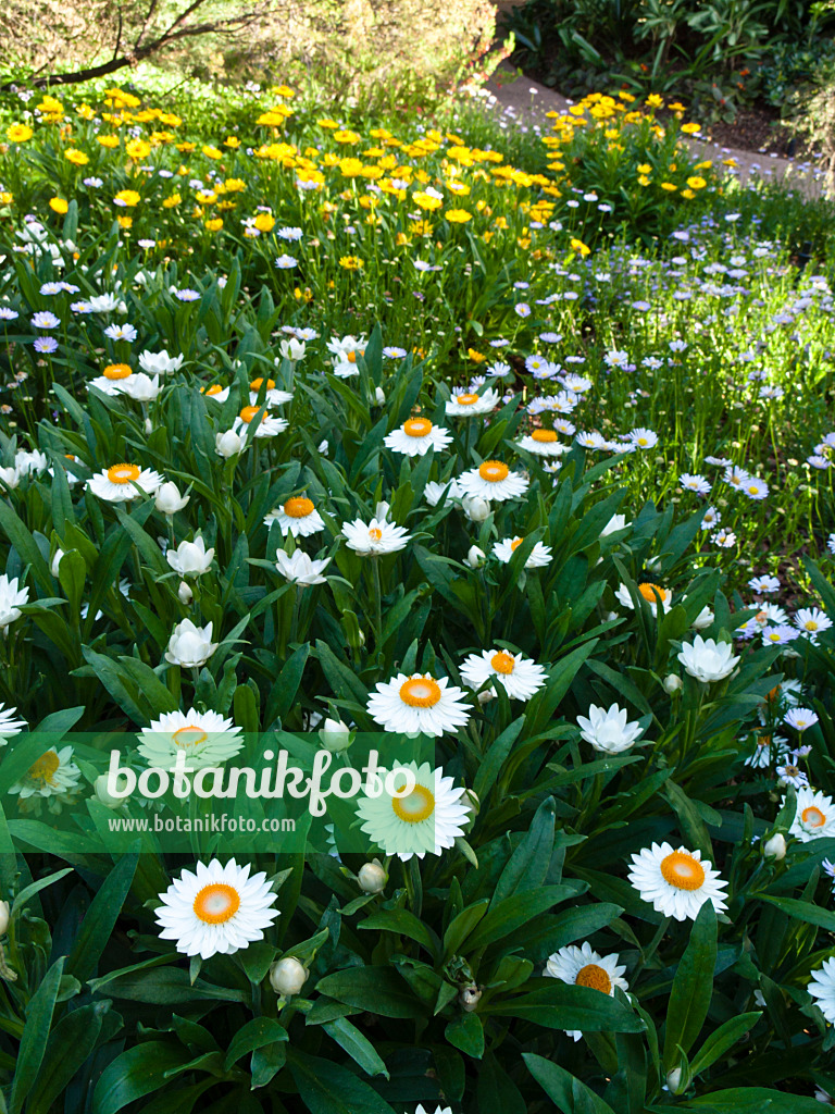 455055 - Gartenstrohblume (Xerochrysum bracteatum syn. Helichrysum bracteatum)