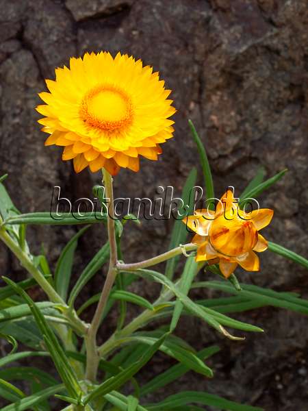 455329 - Gartenstrohblume (Xerochrysum bracteatum syn. Helichrysum bracteatum)