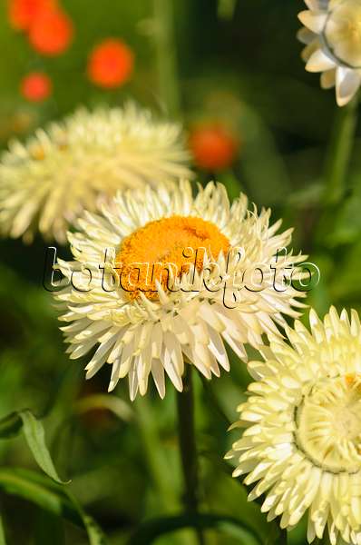534447 - Gartenstrohblume (Xerochrysum bracteatum syn. Helichrysum bracteatum)