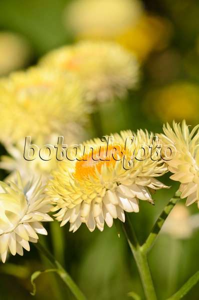 534448 - Gartenstrohblume (Xerochrysum bracteatum syn. Helichrysum bracteatum)