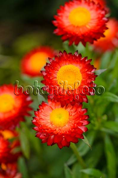 572071 - Gartenstrohblume (Xerochrysum bracteatum 'Sunbrella Red' syn. Helichrysum bracteatum 'Sunbrella Red')