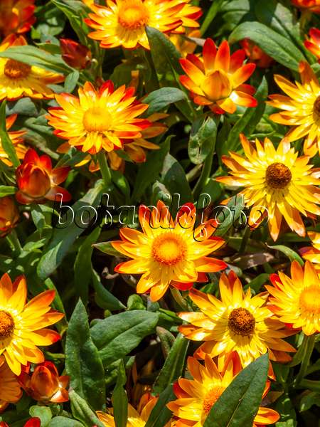 439268 - Gartenstrohblume (Xerochrysum bracteatum 'Sundaze Flame' syn. Helichrysum bracteatum 'Sundaze Flame')
