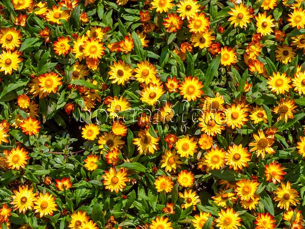 439272 - Gartenstrohblume (Xerochrysum bracteatum 'Sundaze Flame' syn. Helichrysum bracteatum 'Sundaze Flame')