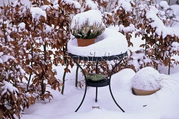 433238 - Gartentisch aus Metall mit geschwungenen Beinen und Heidekraut in Pflanztopf vor einer Buchenhecke in tiefem Schnee