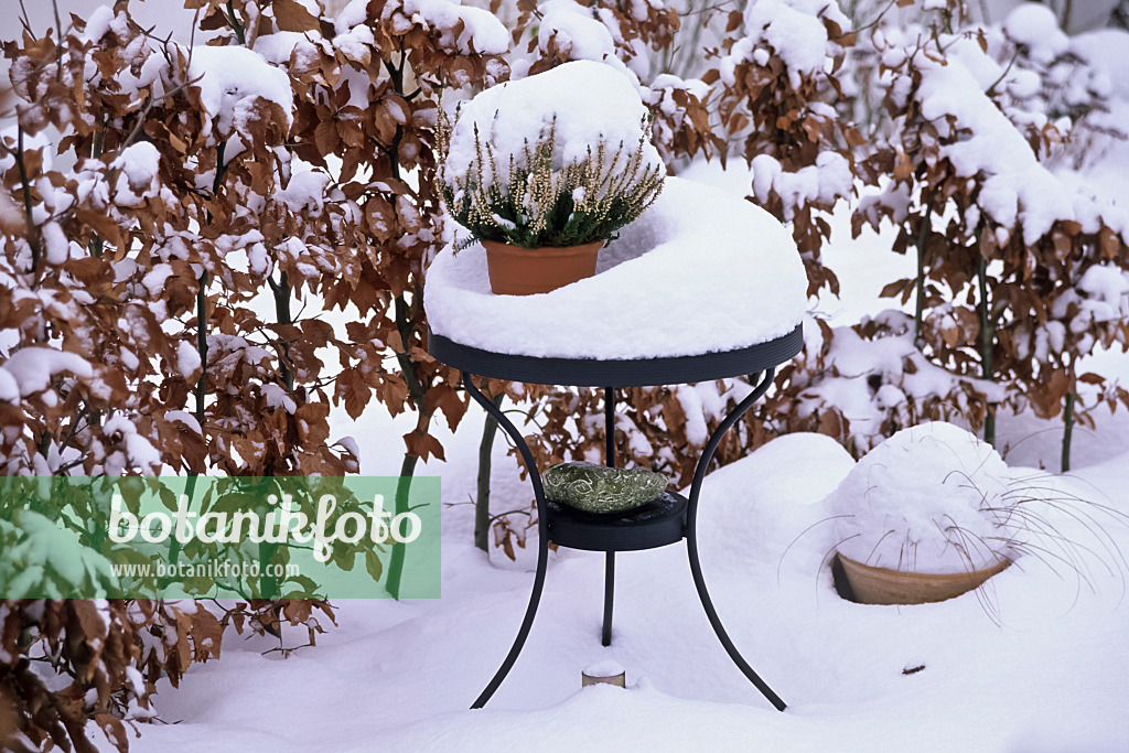 433238 - Gartentisch aus Metall mit geschwungenen Beinen und Heidekraut in Pflanztopf vor einer Buchenhecke in tiefem Schnee