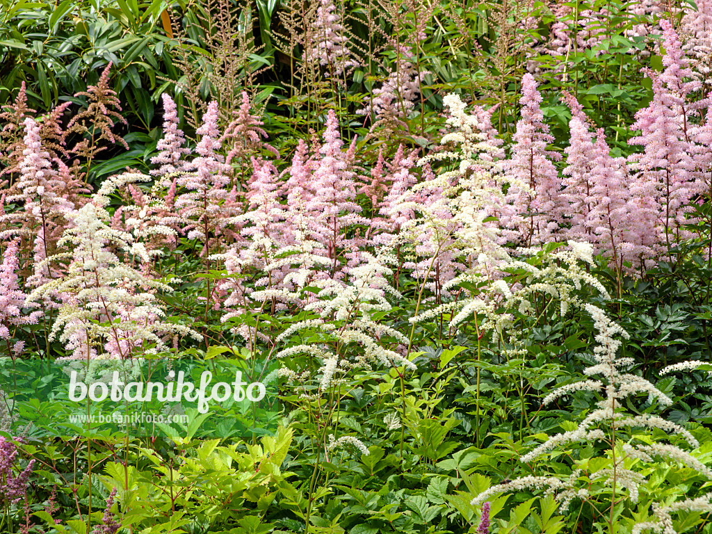 462079 - Gartenwaldspiere (Astilbe x arendsii)