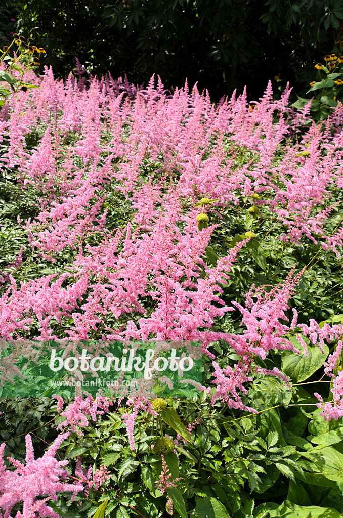 498227 - Gartenwaldspiere (Astilbe x arendsii)