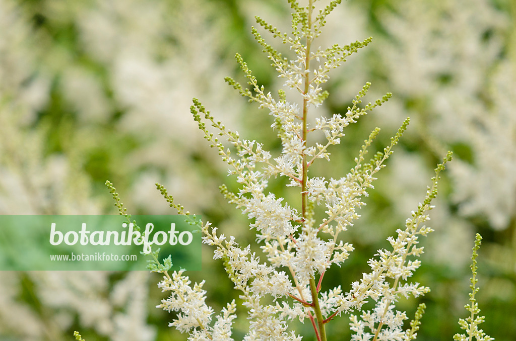 521447 - Gartenwaldspiere (Astilbe x arendsii 'Diamant')