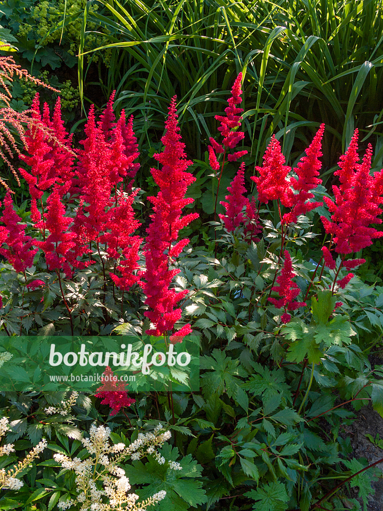 402232 - Gartenwaldspiere (Astilbe x arendsii 'Fanal')