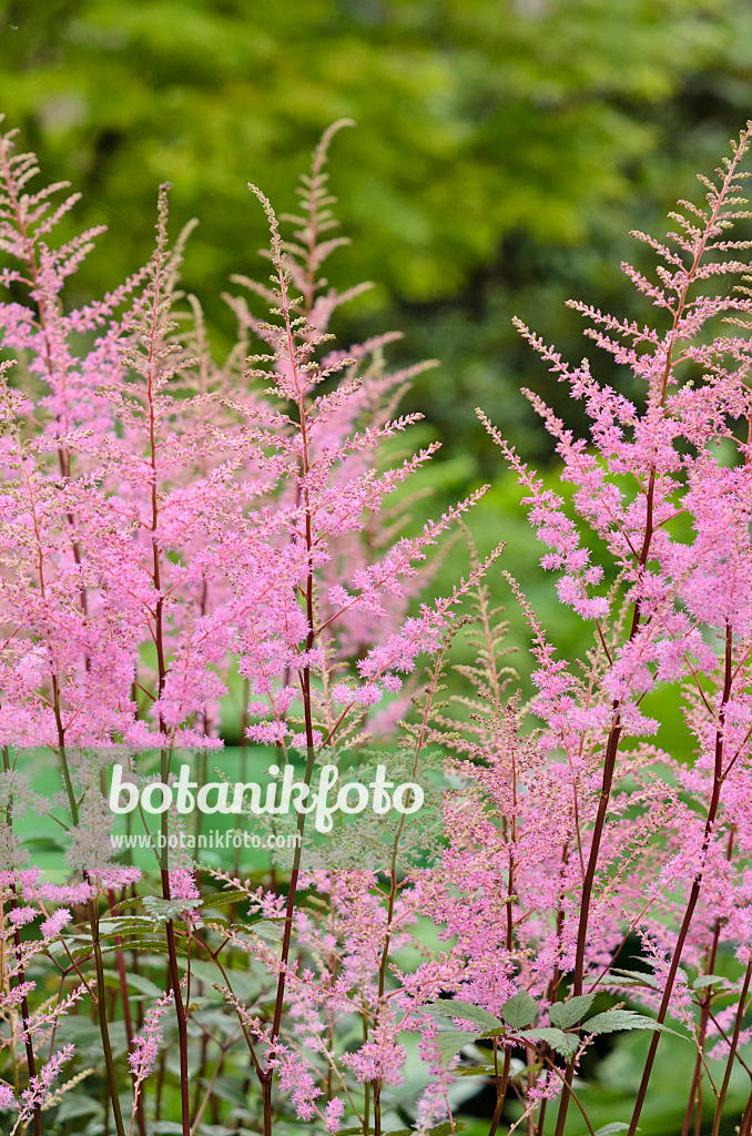 521443 - Gartenwaldspiere (Astilbe x arendsii 'Reine des Lacs')