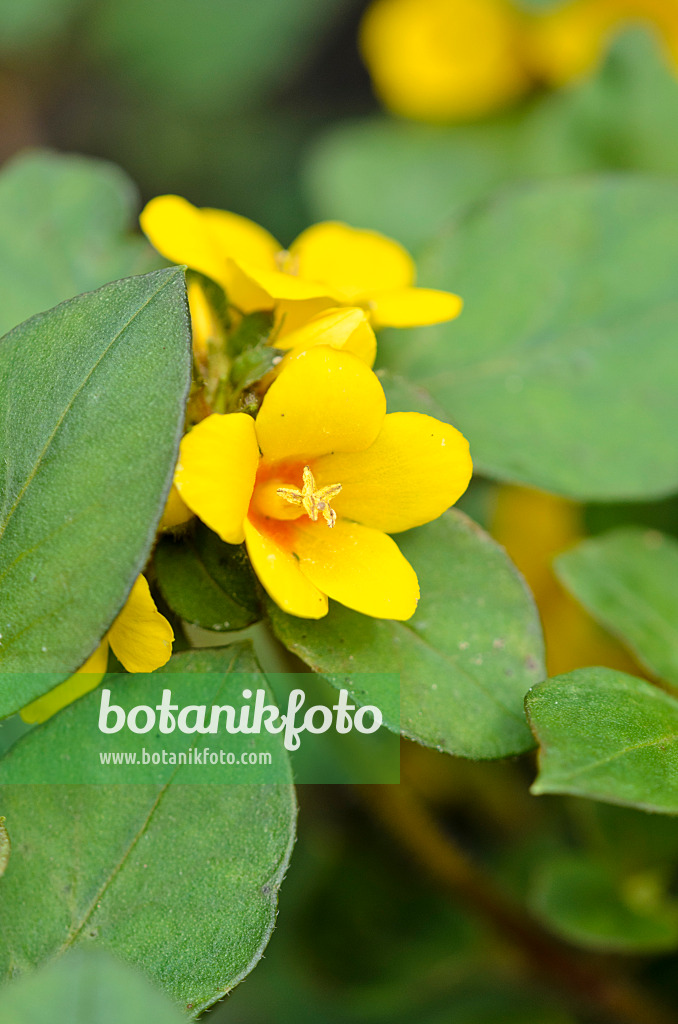 522083 - Gedrängtblütiger Gilbweiderich (Lysimachia congestiflora)