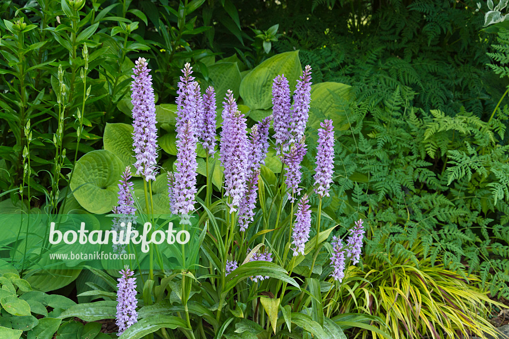 509047 - Geflecktes Knabenkraut (Dactylorhiza maculata)