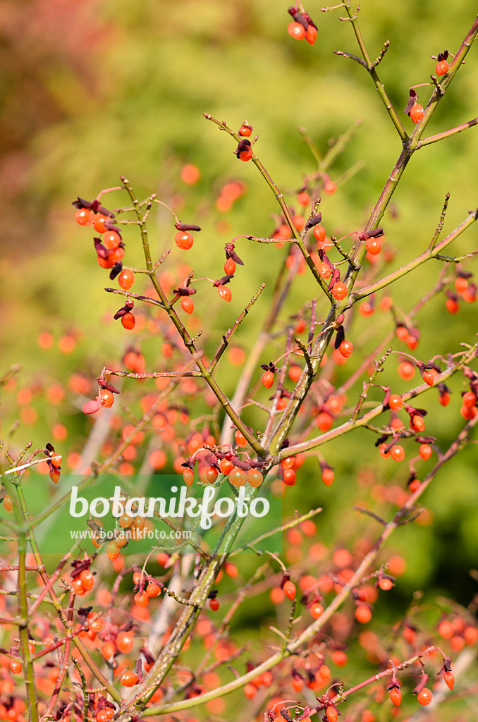 525283 - Geflügelter Spindelstrauch (Euonymus alatus 'Compactus')