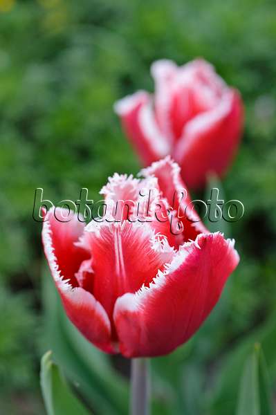 471266 - Gefranste Tulpe (Tulipa Canasta)