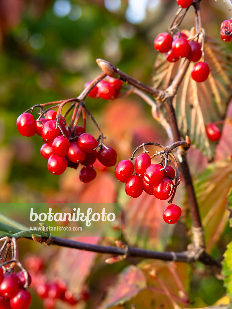 431094 - Gelapptblättriger Schneeball (Viburnum lobophyllum)