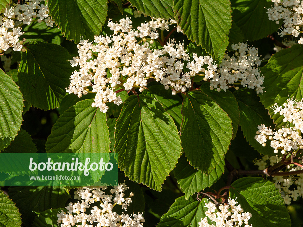 438031 - Gelapptblättriger Schneeball (Viburnum lobophyllum)