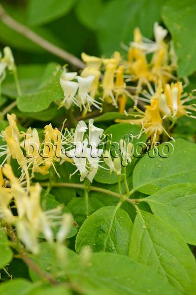 520124 - Gelbblütige Heckenkirsche (Lonicera chrysantha)