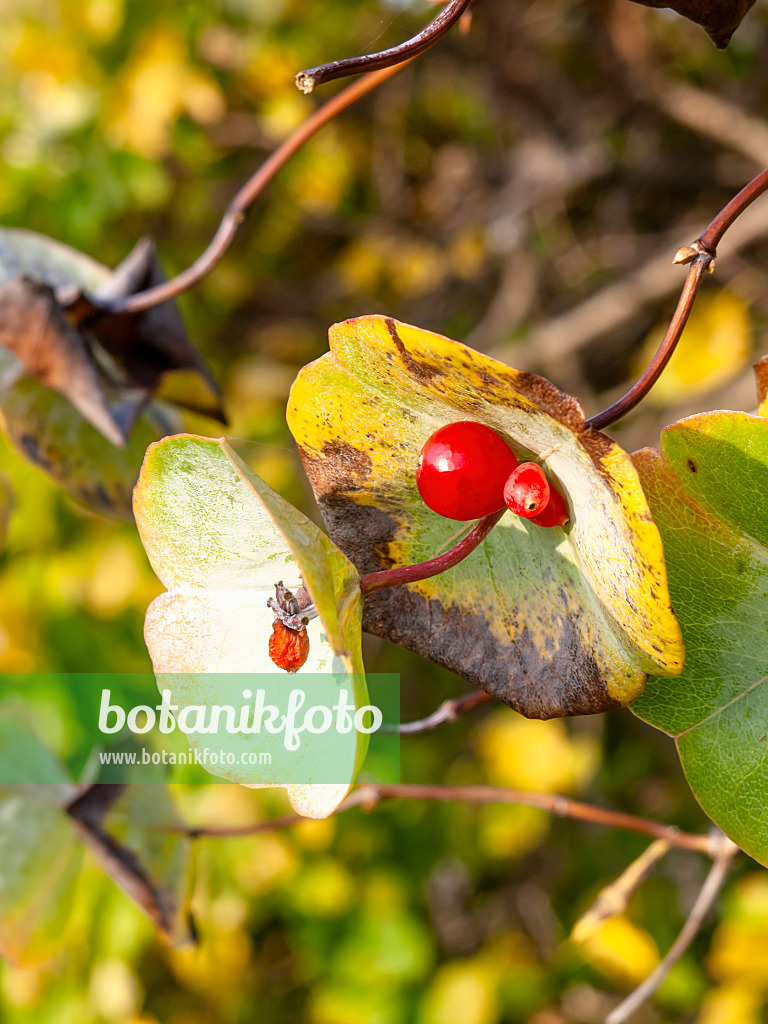 453018 - Gelbe Heckenkirsche (Lonicera flava)