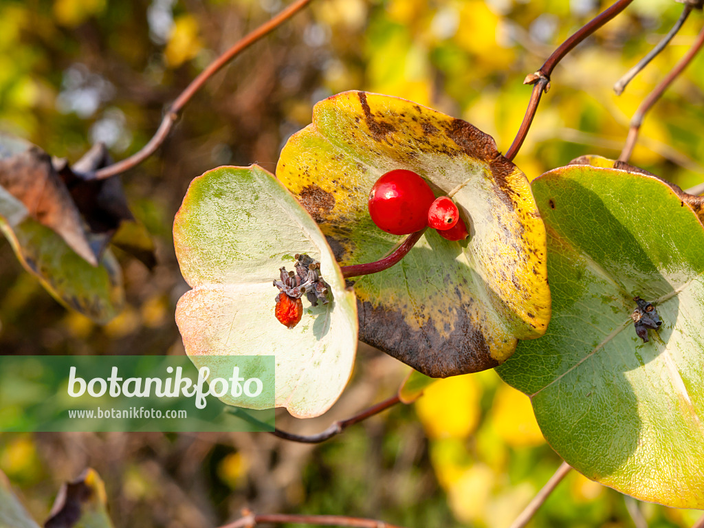 453019 - Gelbe Heckenkirsche (Lonicera flava)