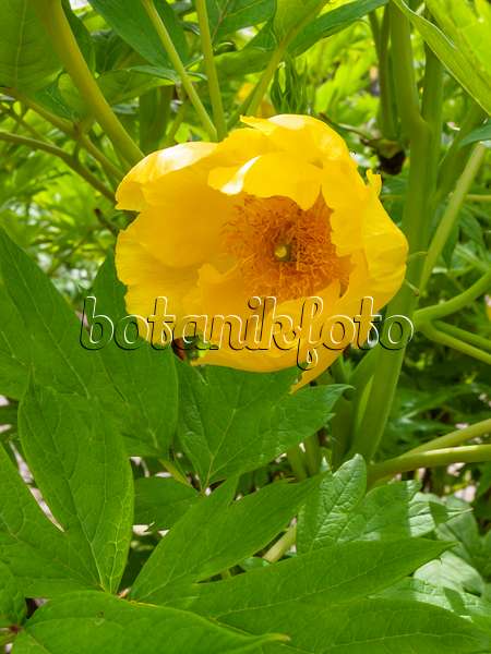 401170 - Gelbe Pfingstrose (Paeonia lutea)