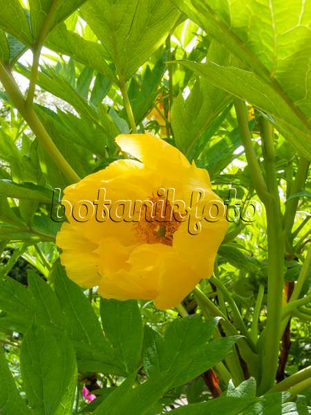 401171 - Gelbe Pfingstrose (Paeonia lutea)