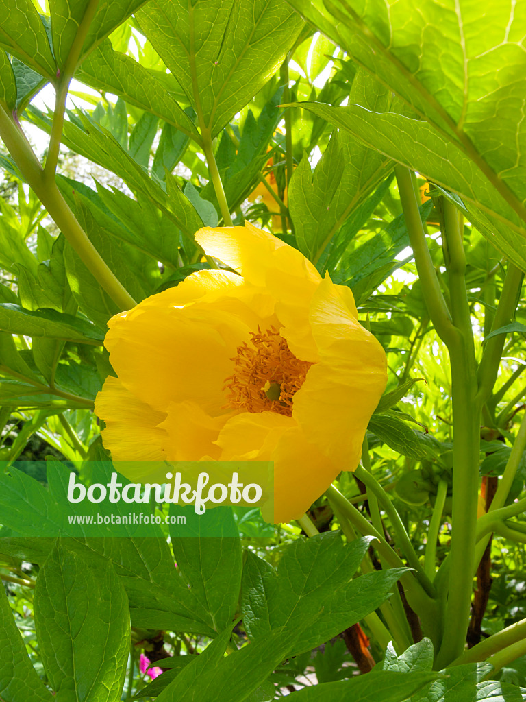 401171 - Gelbe Pfingstrose (Paeonia lutea)