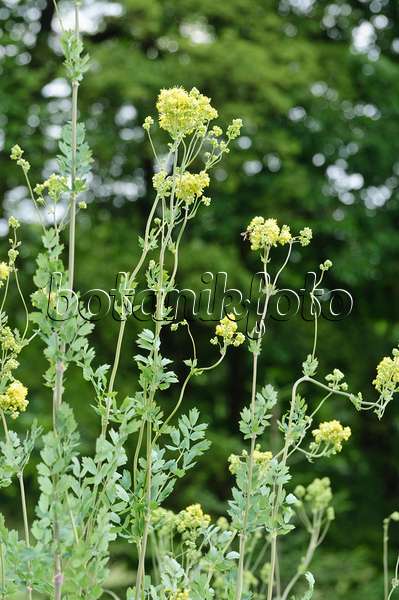 485078 - Gelbe Wiesenraute (Thalictrum flavum subsp. glaucum syn. Thalictrum speciosissimum)