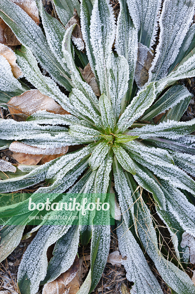 467081 - Gelber Fingerhut (Digitalis lutea) mit Raureif