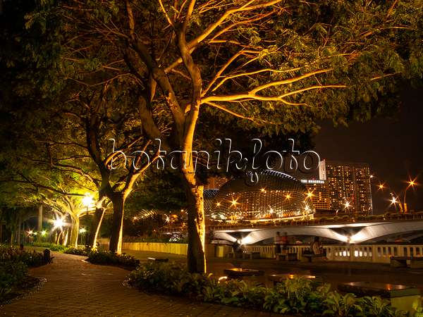 411227 - Gelber Flammenbaum (Peltophorum pterocarpum), Esplanade Park, Singapur