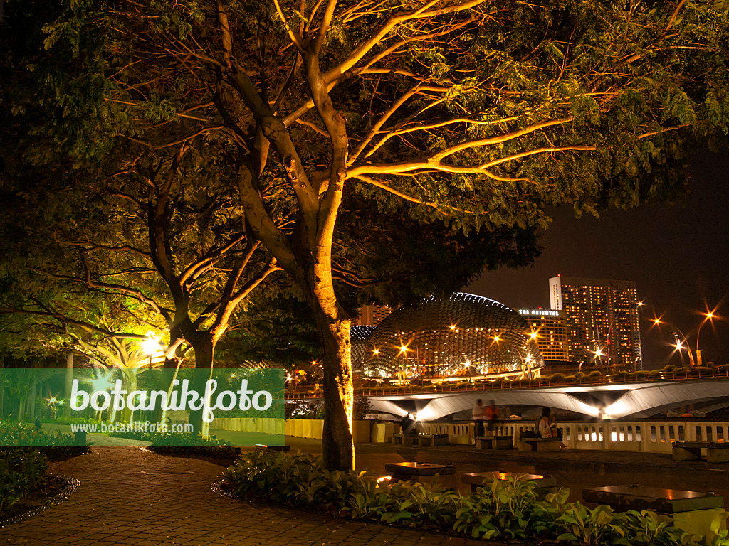 411227 - Gelber Flammenbaum (Peltophorum pterocarpum), Esplanade Park, Singapur