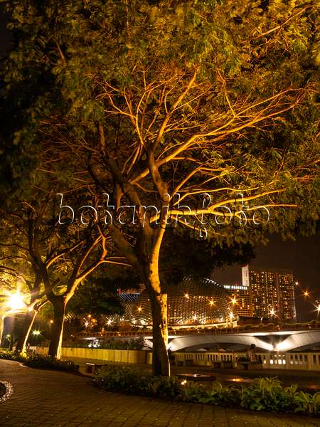 411228 - Gelber Flammenbaum (Peltophorum pterocarpum), Esplanade Park, Singapur