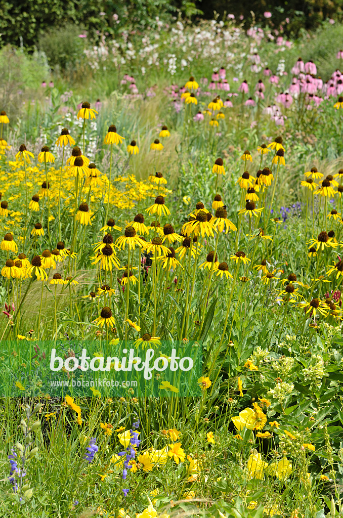 497098 - Gelber Sonnenhut (Echinacea paradoxa)