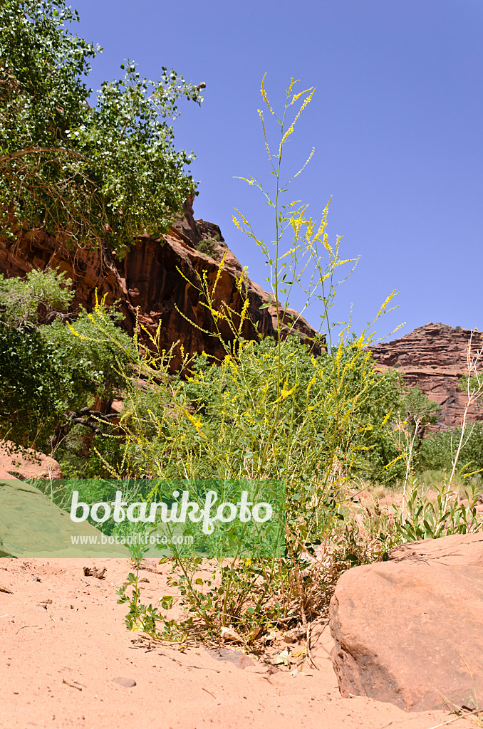 508328 - Gelber Steinklee (Melilotus officinalis), Hunters Canyon, Utah, USA