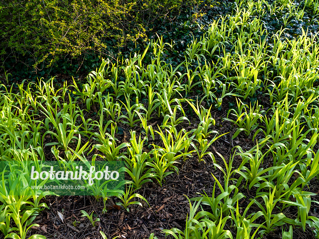 458015 - Gelbrote Taglilie (Hemerocallis fulva)