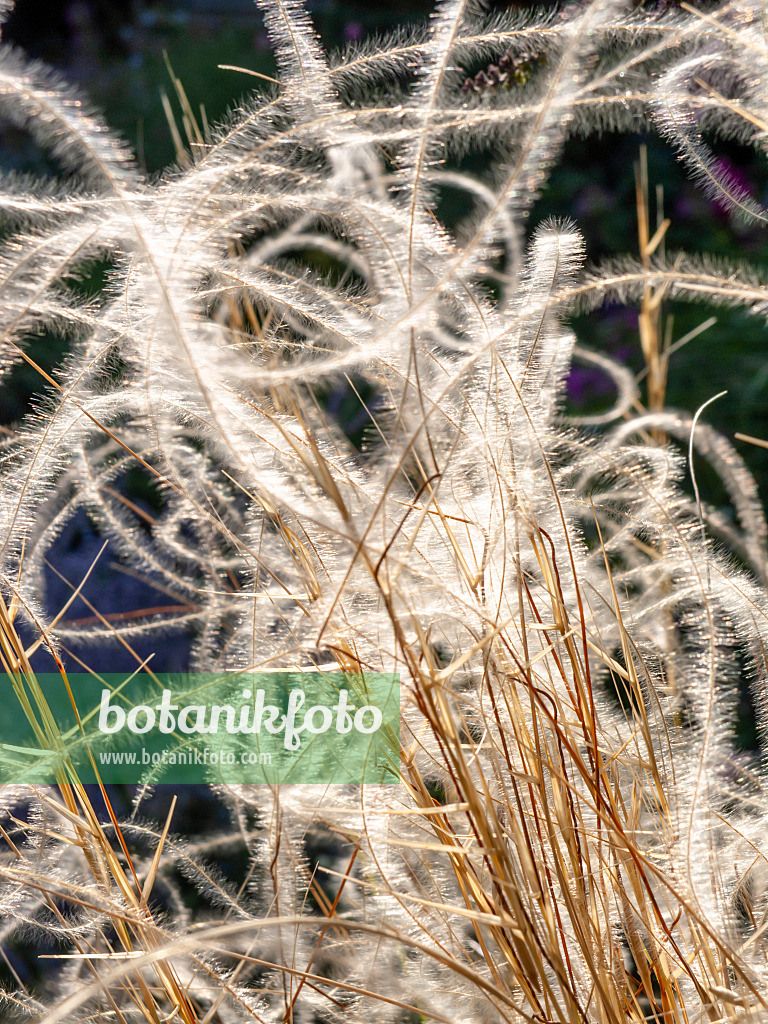 439384 - Gelbscheidiges Federgras (Stipa pulcherrima 'Barbata')